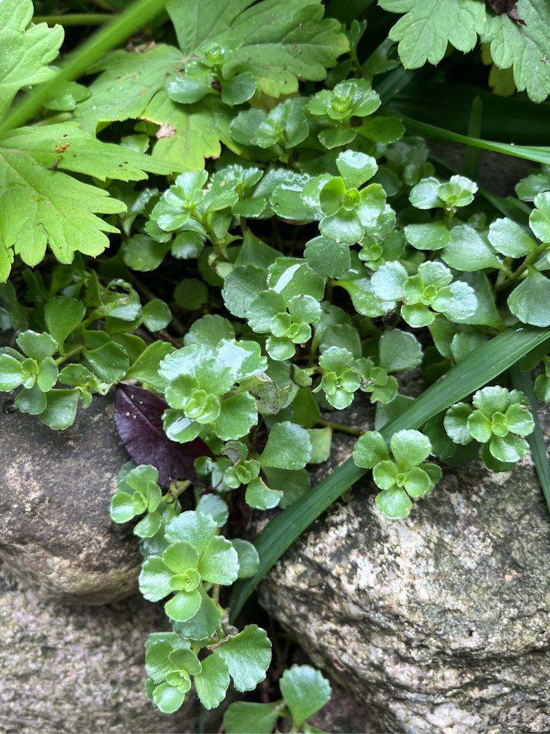Orpin du Caucase — Bild 1