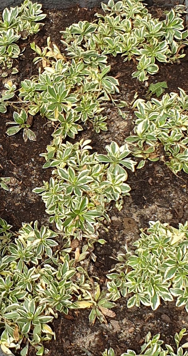 Orpin du Caucase — Bild 1