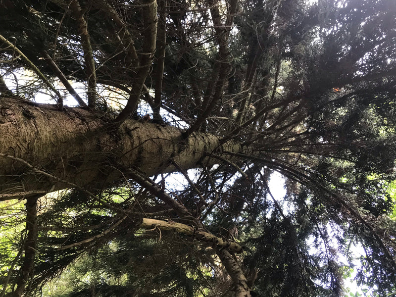 Kaukasus-Fichte — photo 4 sur 5