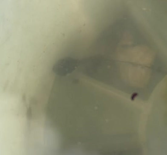 Têtard (larve de grenouille) — Bild 2