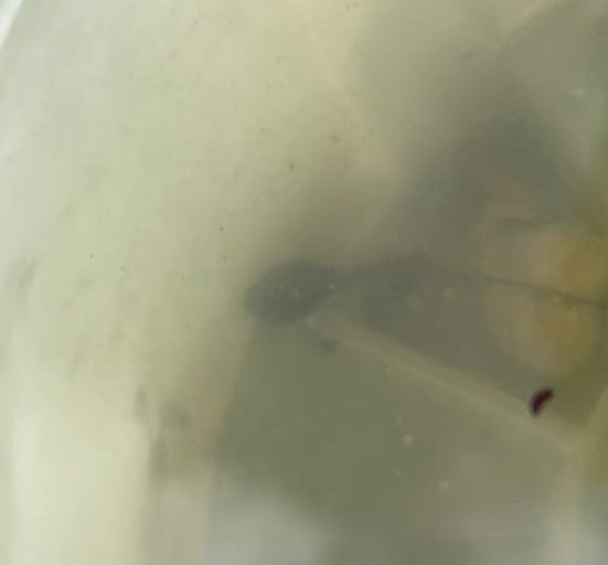 Têtard (larve de grenouille) — Bild 1