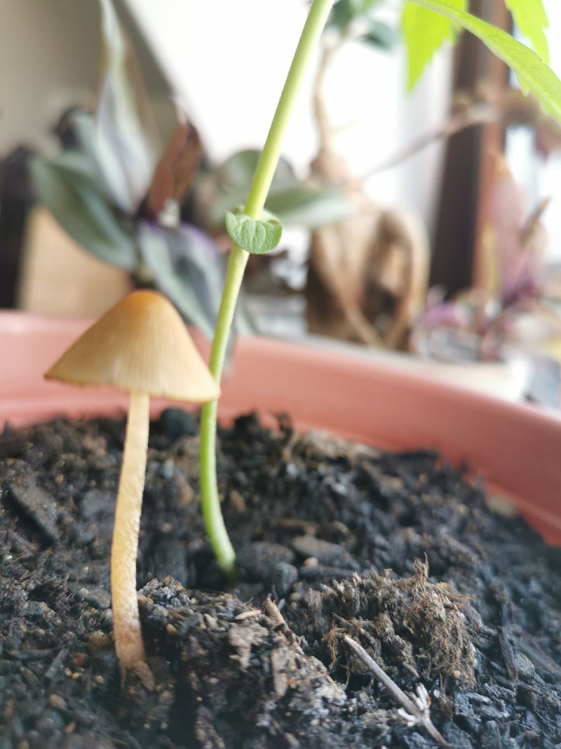 Conehead (genre) — photo 3 sur 4