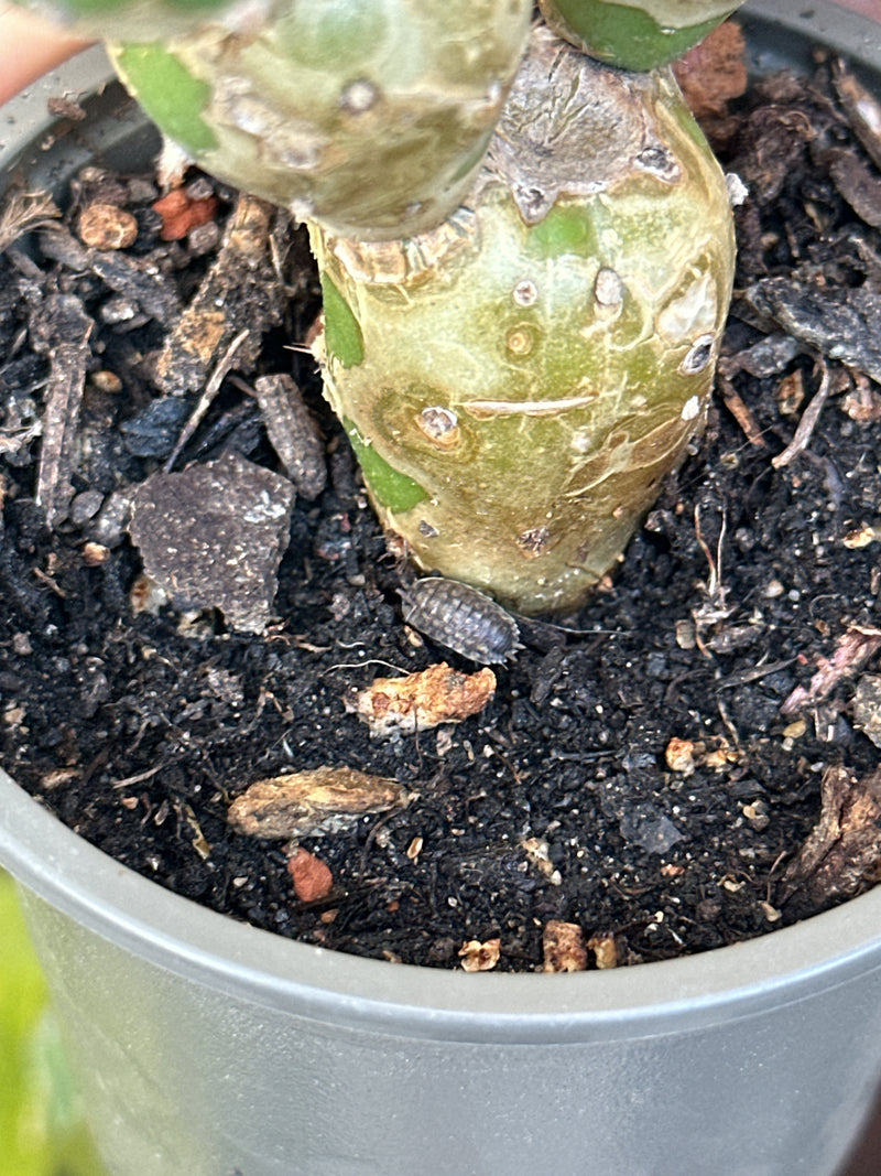 Un cloporte se trouve sur la terre sombre, juste à côté de la tige d'une plante en pot. La perspective plonge dans le pot de fleurs.