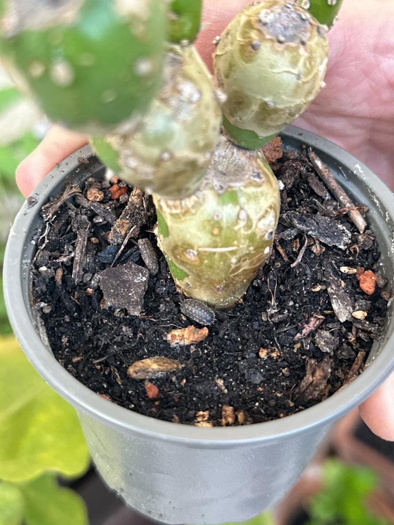 Un clopourette terrestre se trouve sur la terre près de la tige d'une plante en pot. L'animal est vu de dessus.