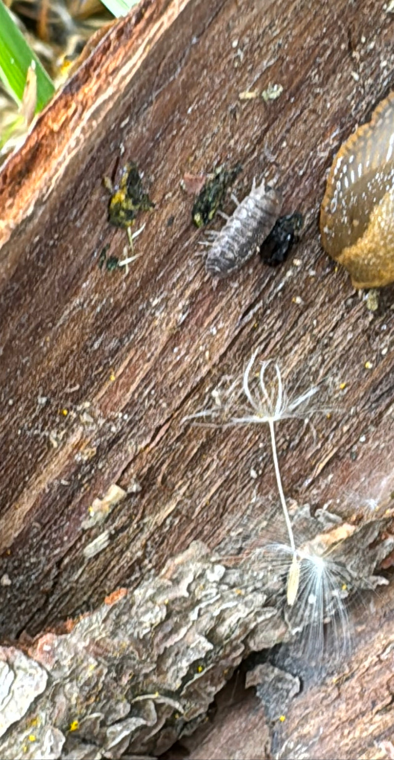 Un cloporte est assis sur la surface rugueuse d'un morceau de bois. À côté se trouvent des débris et une graine de pissenlit.
