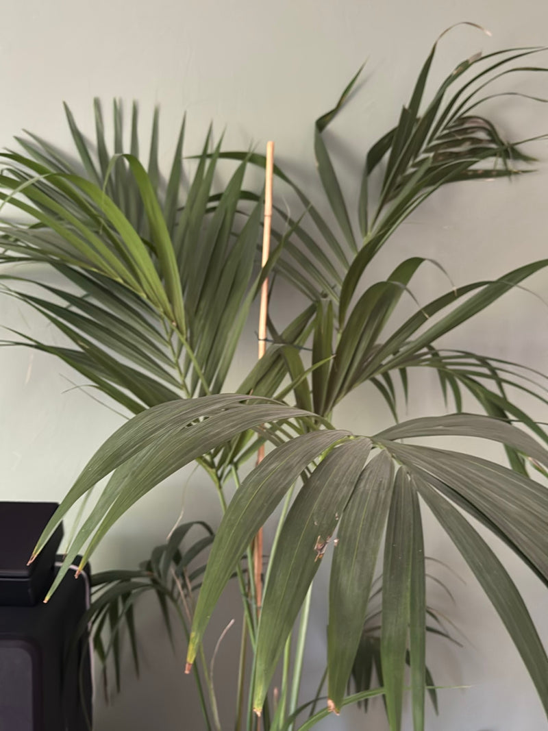 On peut voir un palmier kentia avec ses frondes pennées vert foncé typiques à l'intérieur.