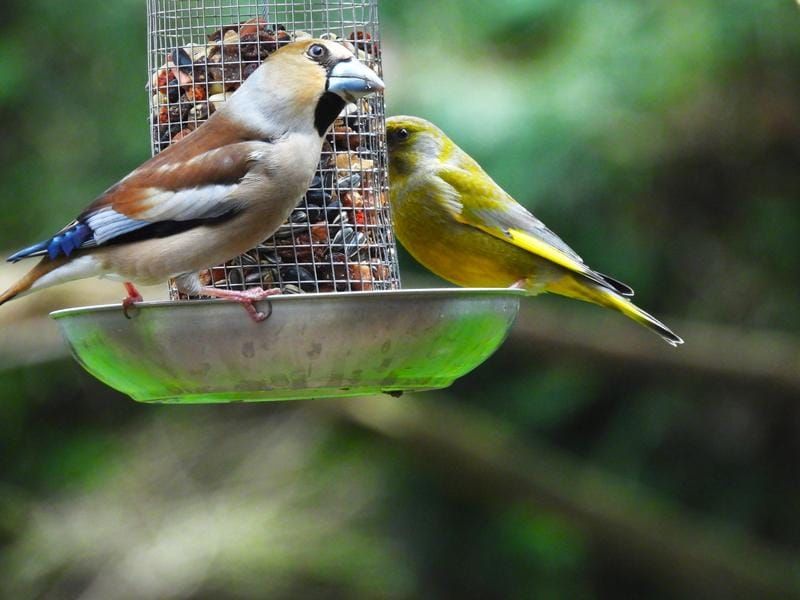 Un gros-bec casse-noyaux est posé sur une mangeoire à oiseaux et se nourrit, tandis qu'un verdier d'Europe est visible juste à côté. Les oiseaux se trouvent ...