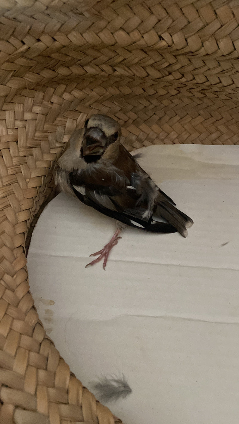 Un jeune gros-bec casse-noyaux est assis sur une surface claire dans un panier tressé. L'oiseau regarde directement l'appareil photo.