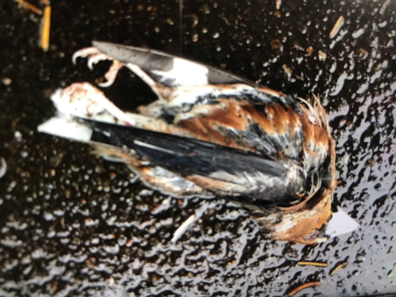 Un gros-bec mort gît sur un sol mouillé. Les plumes caractéristiques et le bec puissant sont bien visibles.