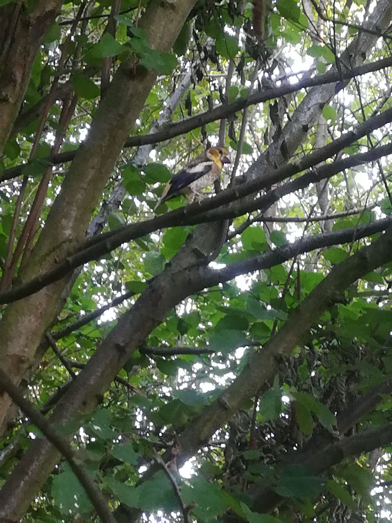 Un gros-bec casse-noyaux est posé sur une branche dans un arbre feuillu. L'apparence robuste typique de l'oiseau est visible.