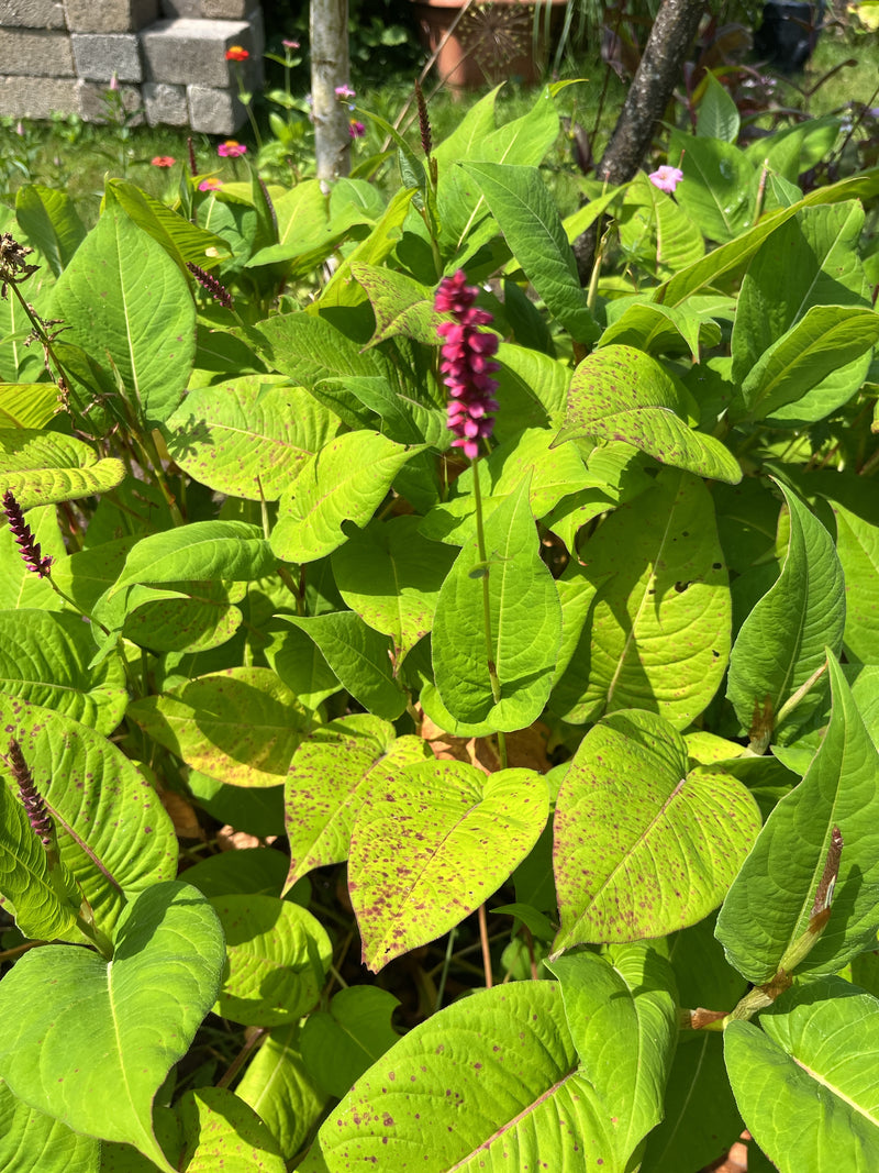 Bougie renouée — Bild 1