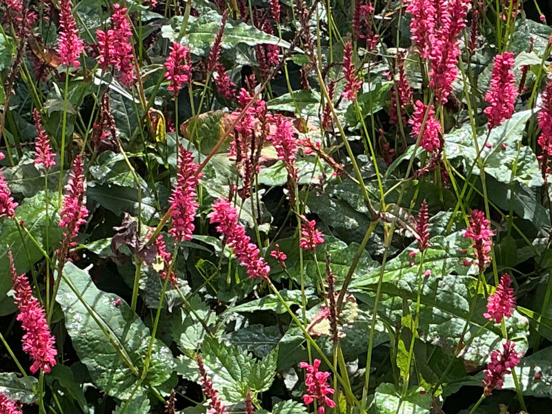 L'image montre de nombreuses inflorescences rose vif en forme de bougie et des feuilles vertes de la renouée amplexicaule dans un peuplement dense.