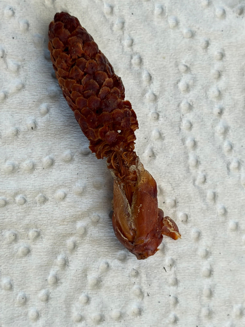 Mâchoire — Bild 1