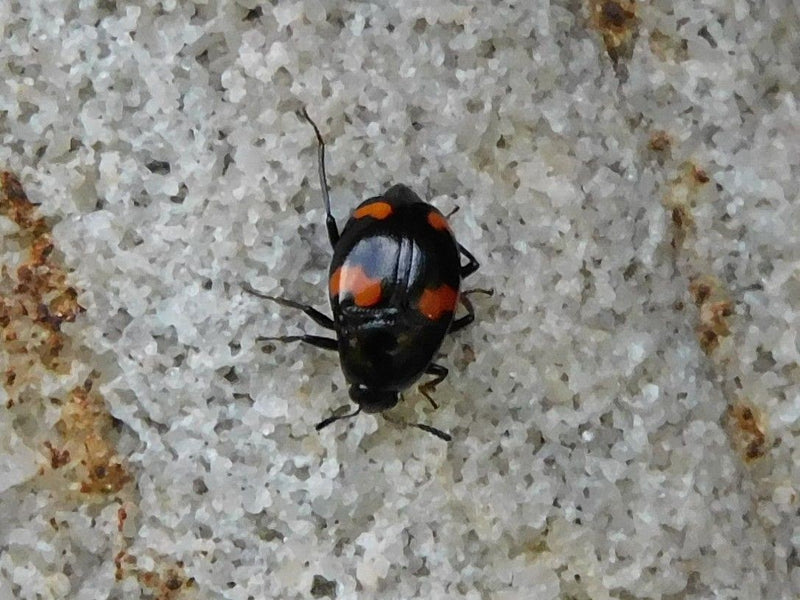 Coccinelle boule de pin — Bild 1