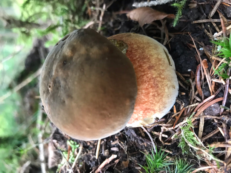 Kiefern-Steinpilz — photo 2 sur 2