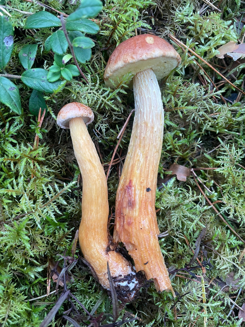 Kiefern-Steinpilz — photo 1 sur 2