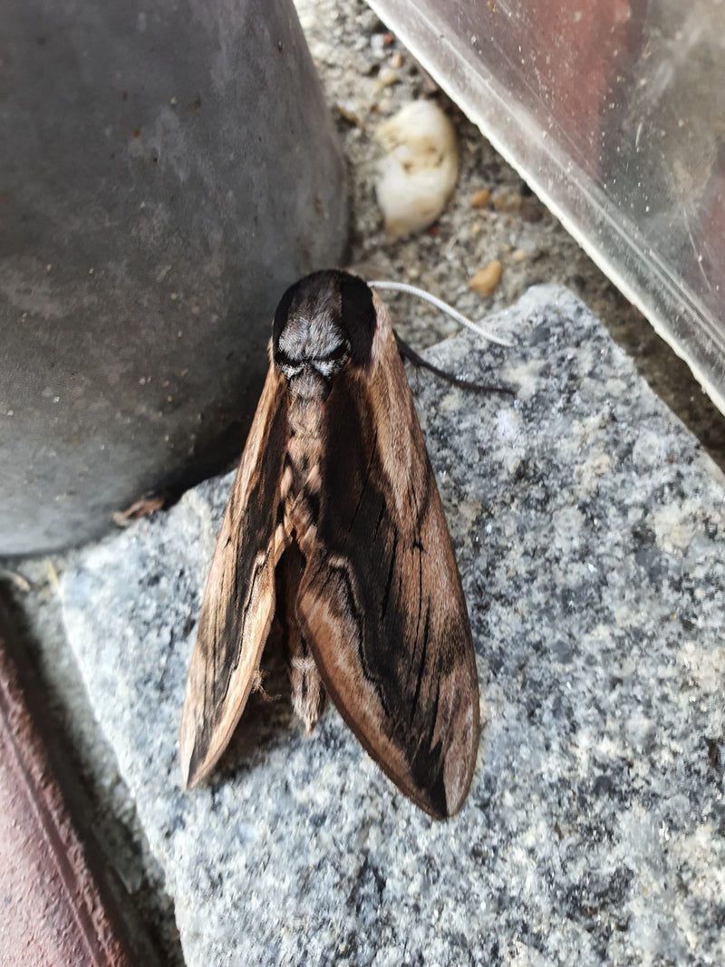 Sphinx du pin — Bild 1