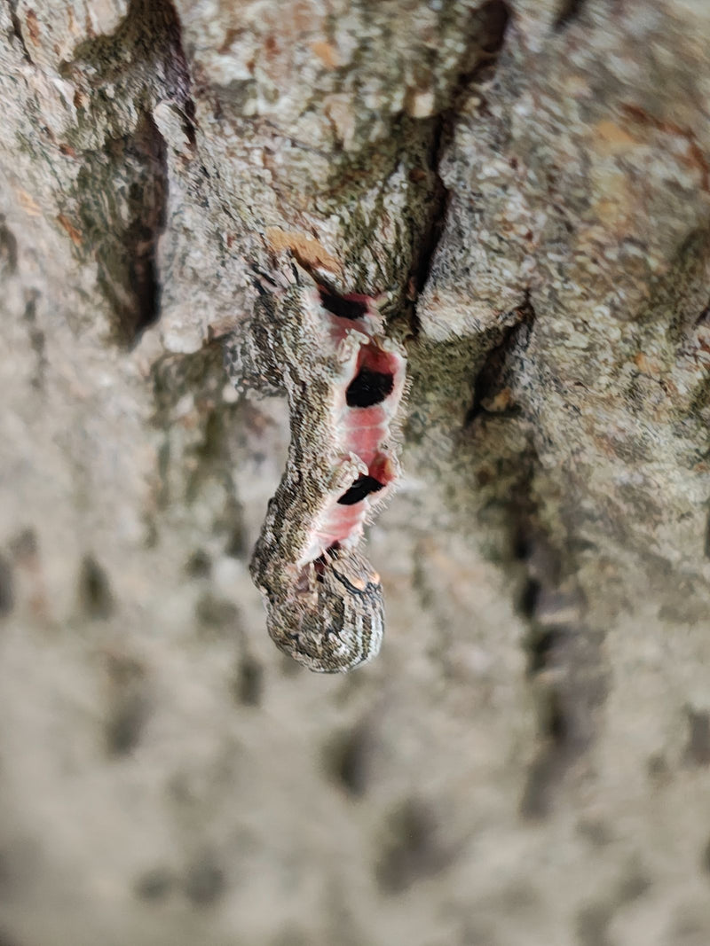 Papillon du pin — Bild 1