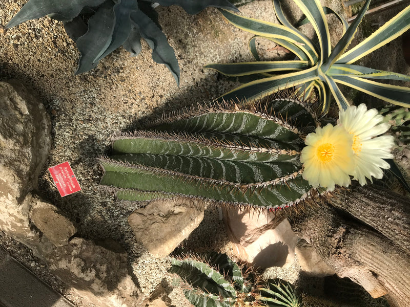 Un cactus Astrophytum ornatum en fleurs avec de grandes fleurs jaunes pousse sur un sol caillouteux à côté d'agaves.