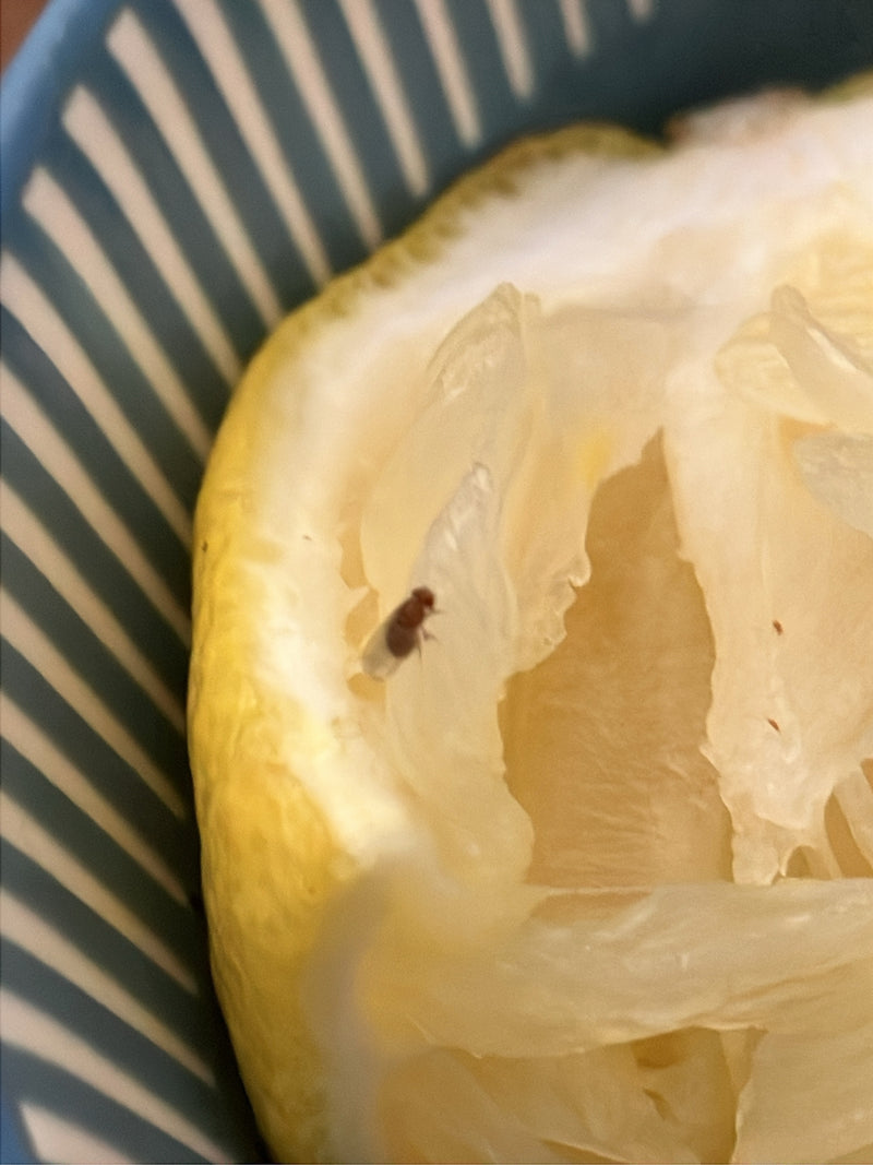 Mouche du vinaigre de cerise — Bild 1