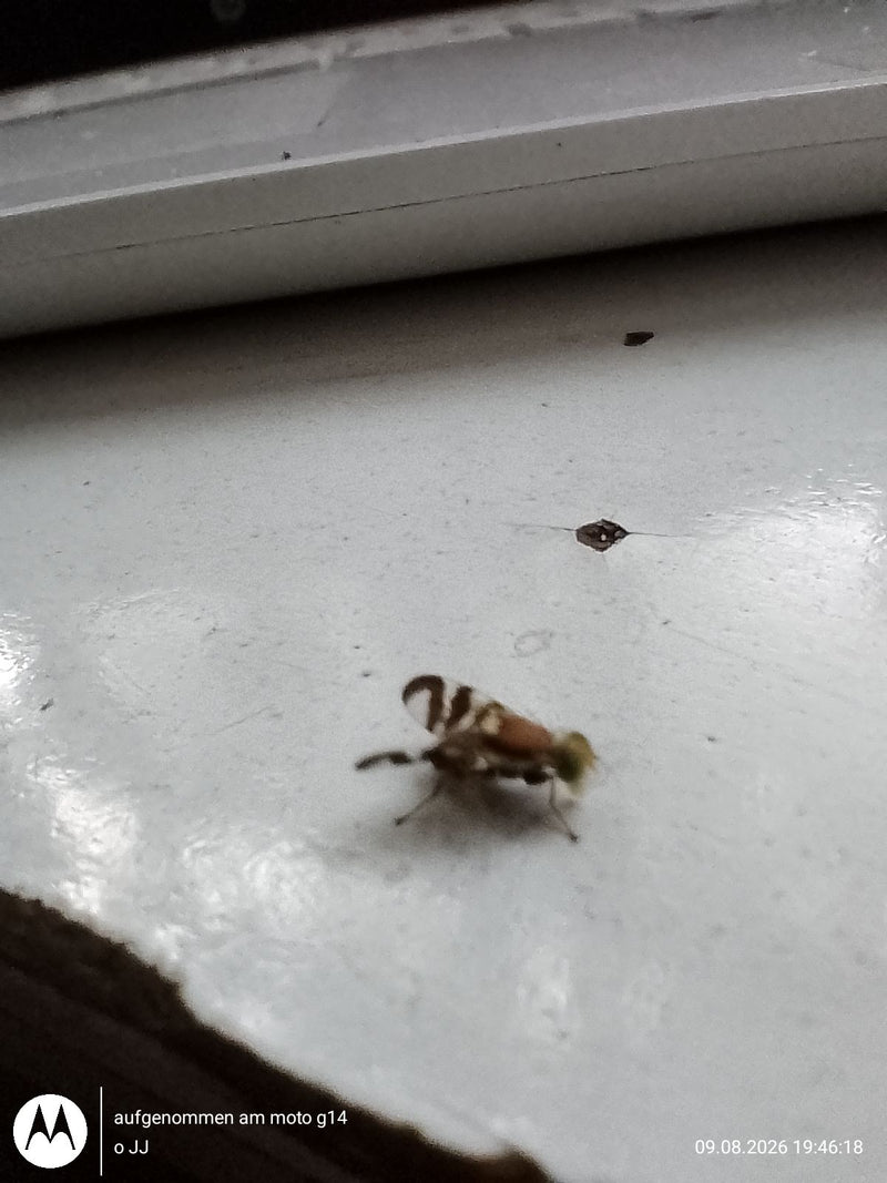 Mouche européenne des cerises — Bild 1