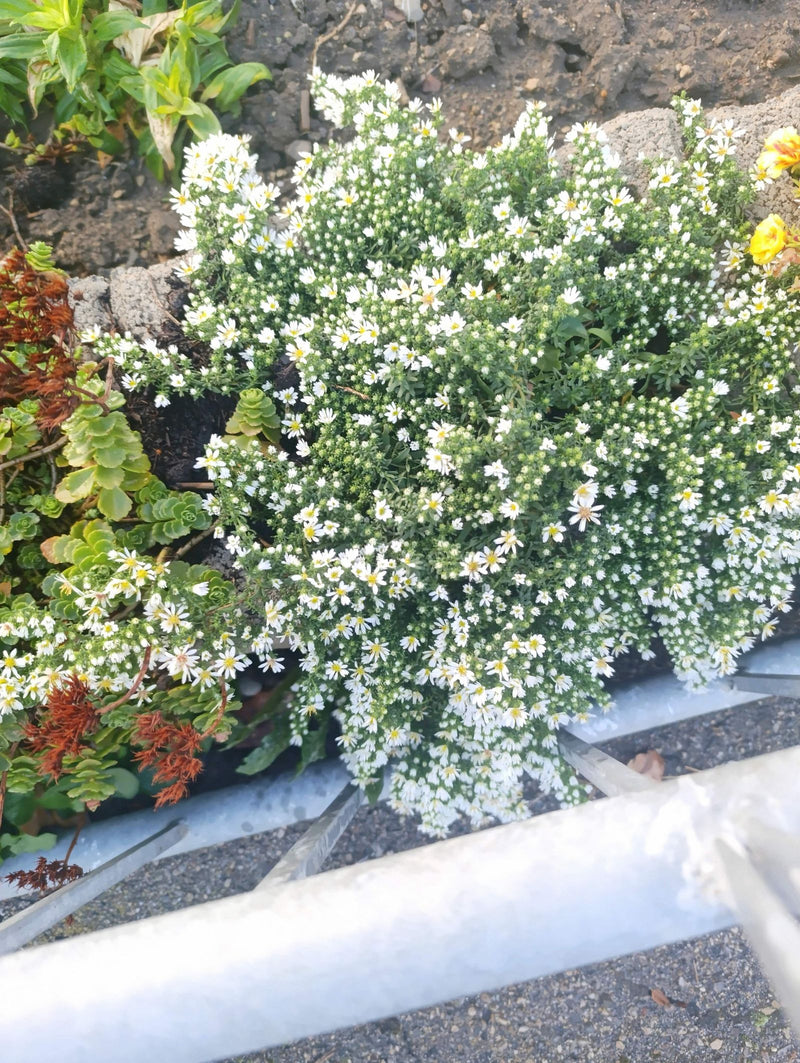 Un aster buissonnant en fleurs, couvert d'innombrables petites fleurs blanches, pousse en coussin dans un parterre.
