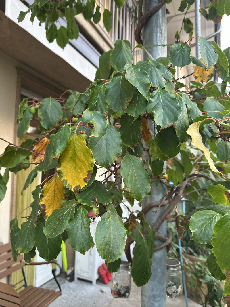 On peut voir un plant de kiwi avec de nombreuses feuilles vertes et quelques petits fruits grimpant sur un poteau métallique.