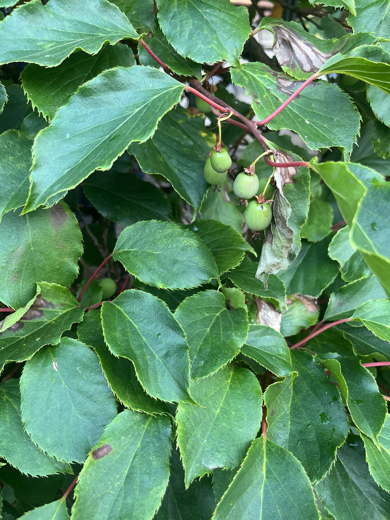 L'image montre des feuilles vertes et de petits fruits non mûrs d'un actinidier. Les tiges rougeâtres et les feuilles dentées pendent d'une plante grimpante.