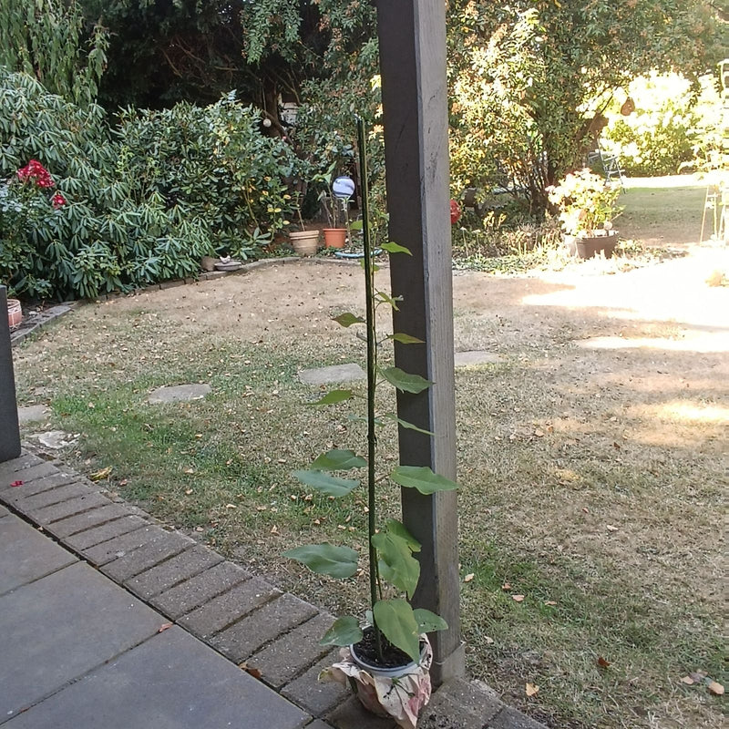 On peut voir un jeune plant de kiwi dans un pot qui grimpe le long d'un tuteur. La photo montre la plante dans un jardin.