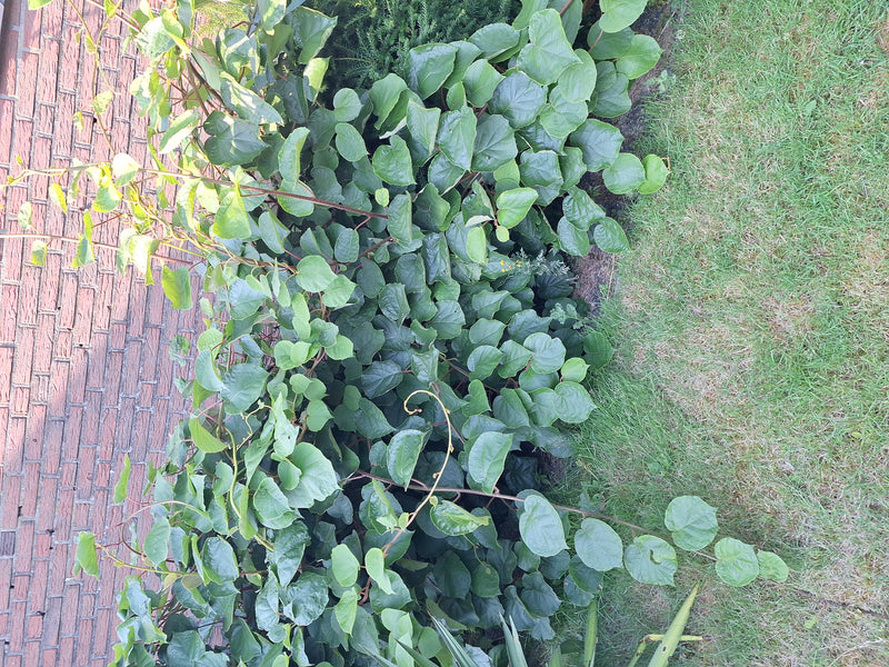 L'image montre un plant de kiwi sain avec de nombreuses feuilles vertes. Il grimpe le long d'un mur en briques rouges dans un jardin.
