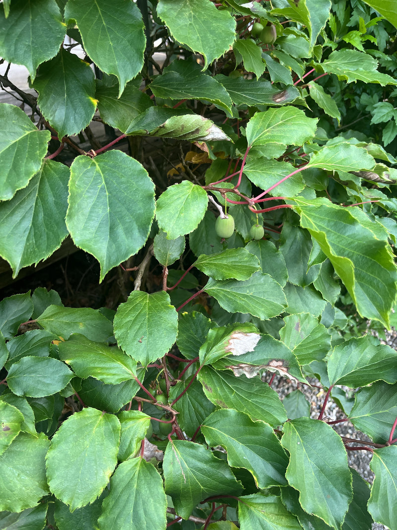 L'image montre des feuilles vertes et quelques fruits non mûrs d'un plant de kiwi. La plante pousse sur des vignes dans un environnement naturel.
