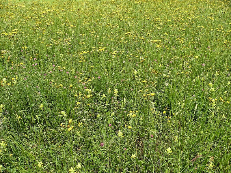 On peut voir une prairie fleuri étendue avec de nombreuses fleurs jaunes et roses isolées ainsi que des herbes. L'image montre l'habitat dans son ensemble.
