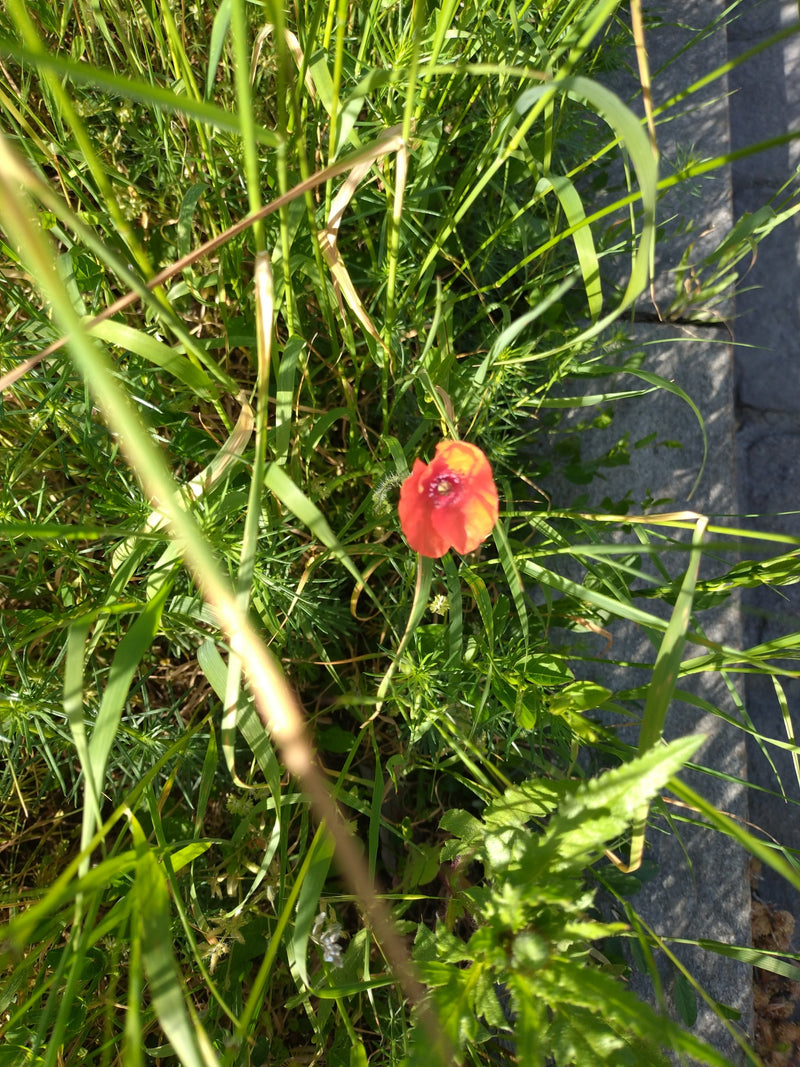 Pavot — Bild 2