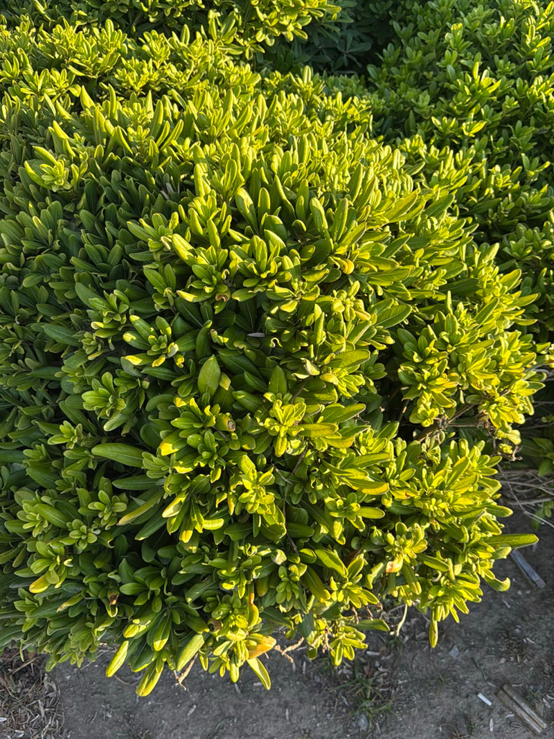 On aperçoit un arbuste dense de pittospore de Chine avec des feuilles vertes brillantes, vu d'une perspective légèrement surélevée. La plante pousse en extér...