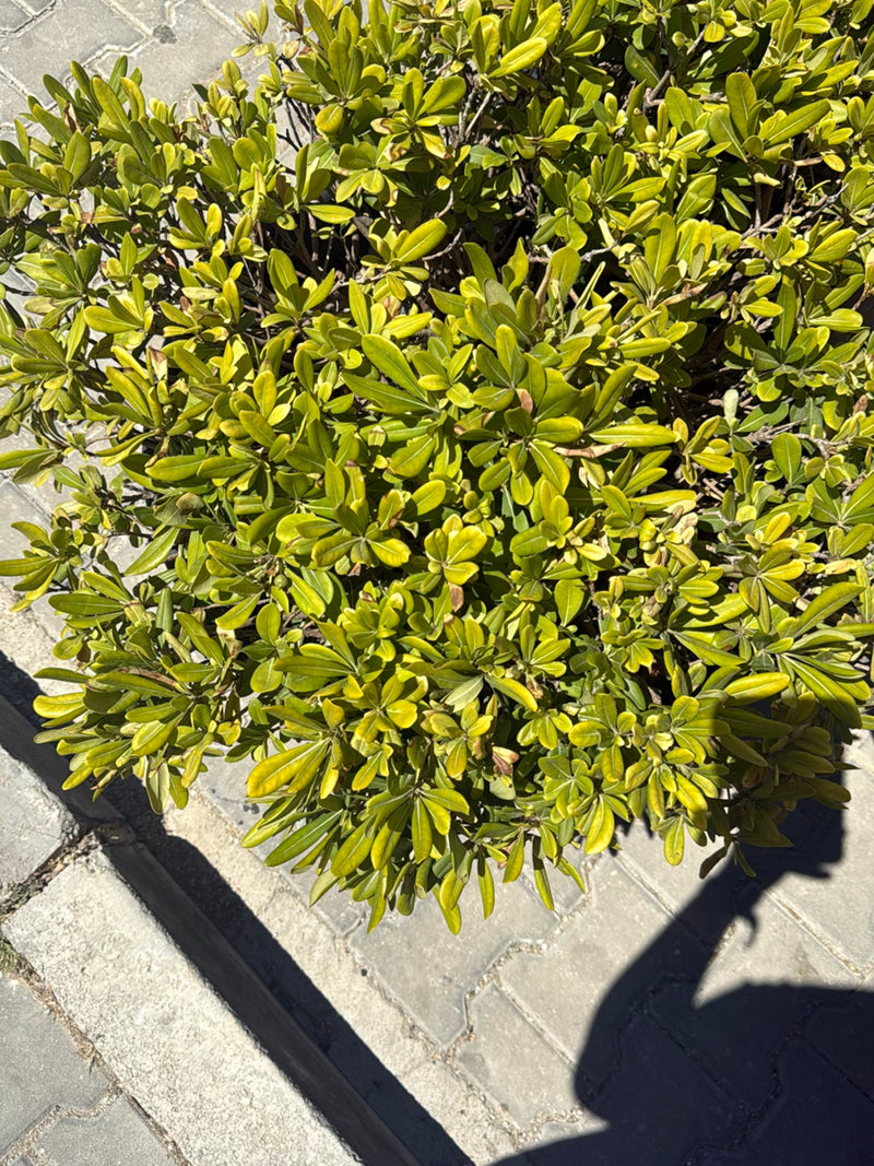 La photo montre la canopée dense et verte de feuilles d'un pittospore du Japon vue du dessus. Les feuilles typiques et coriaces sont disposées en rosettes.