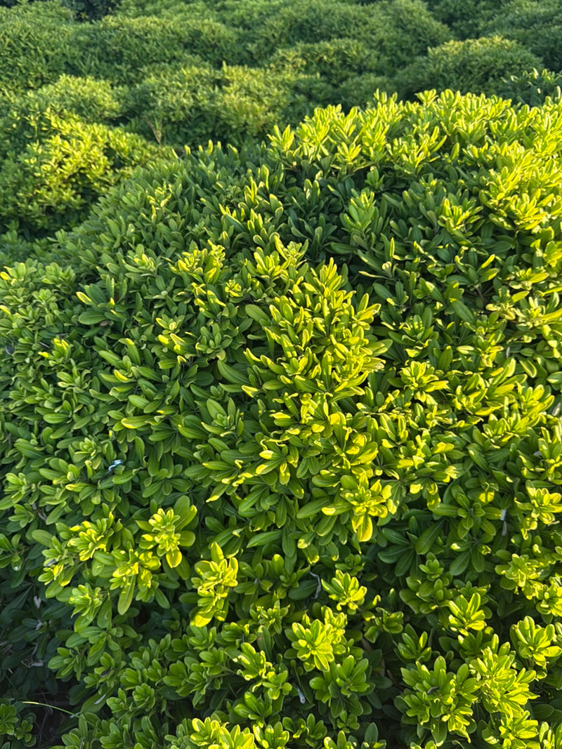 La photo montre un arbuste dense aux feuilles vertes d'un pittospore du Japon, avec de petites feuilles brillantes sous le soleil. La plante remplit tout le ...