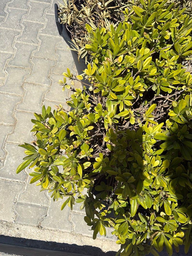 On aperçoit un pittospore de Chine avec ses feuilles brillantes caractéristiques dans un bac à plantes. La plante se trouve sur un sol en pierre claire.