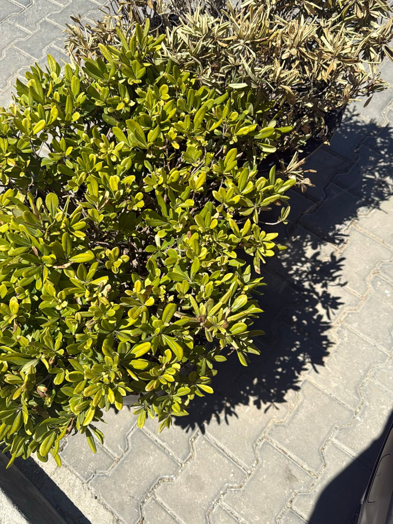L'image montre un arbuste dense de Pittospore du Japon aux feuilles vert vif. La plante est située sur un sol pavé de couleur claire.