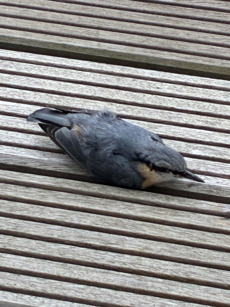 sittelle — Bild 1