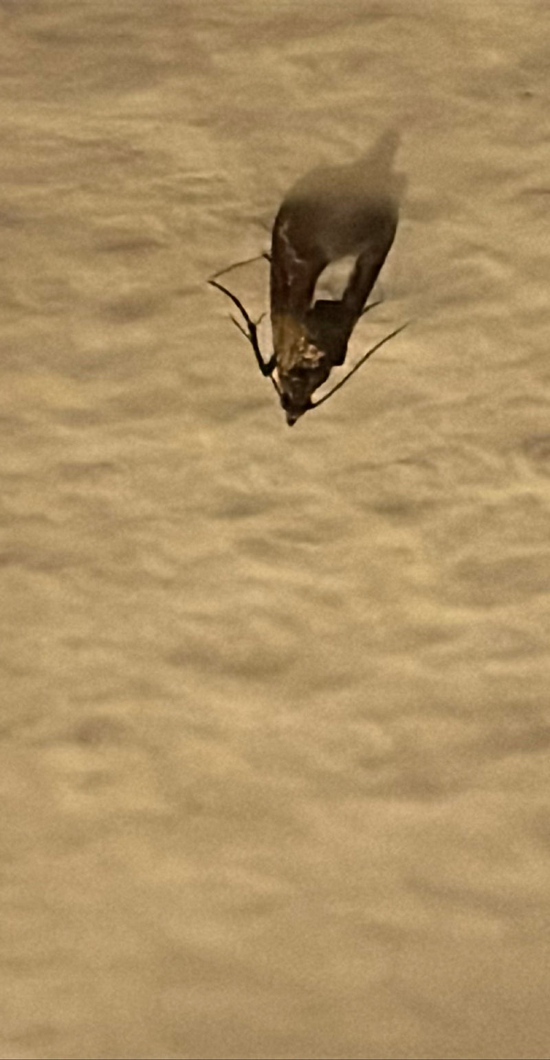 Mites de vêtements — Bild 1