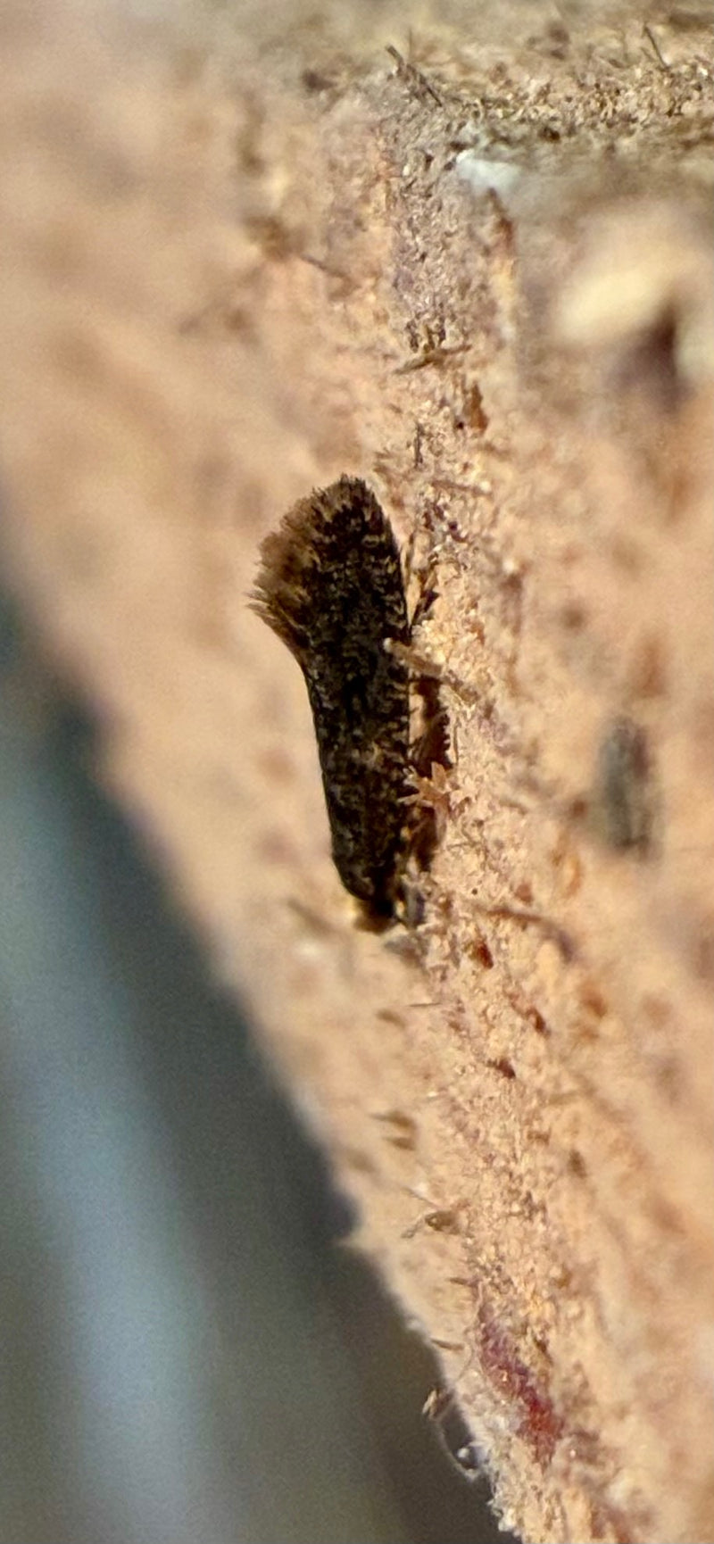 L'image montre une teigne des vêtements vue de profil, posée sur une surface en bois rugueux. Le petit insecte présente sa forme d'aile typique.