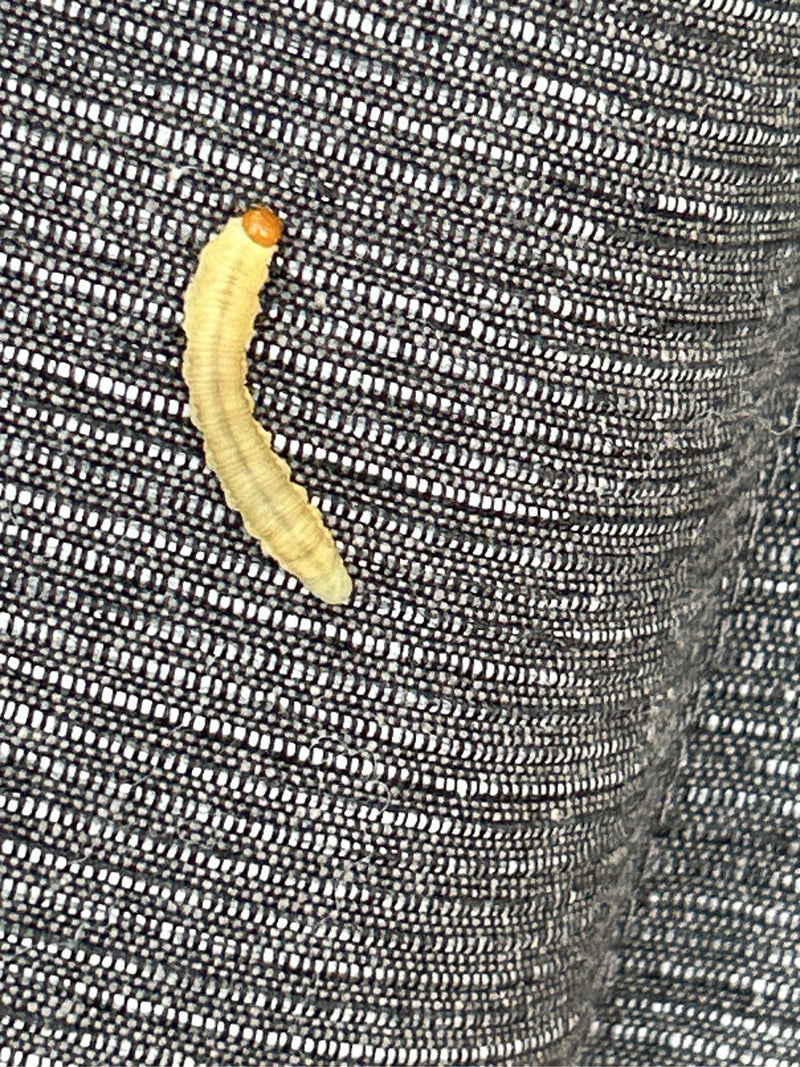 On aperçoit la larve blanchâtre d'une teigne des vêtements à tête brune sur un tissu sombre. Elle rampe lentement sur l'étoffe.