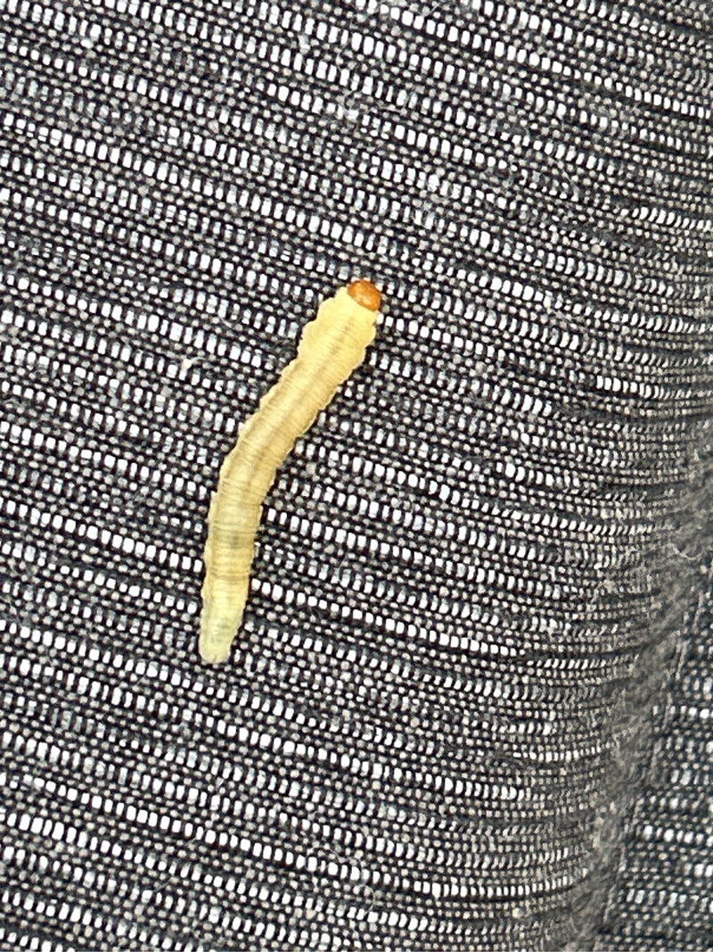 On aperçoit la larve jaunissante d'une teigne des vêtements à tête sombre qui rampe sur un tissu textile sombre et structuré.