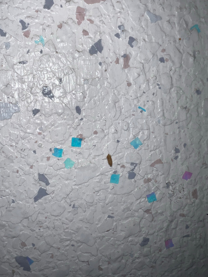Une petite teigne des vêtements repose tranquillement sur un mur clair et texturé parsemé de taches colorées.