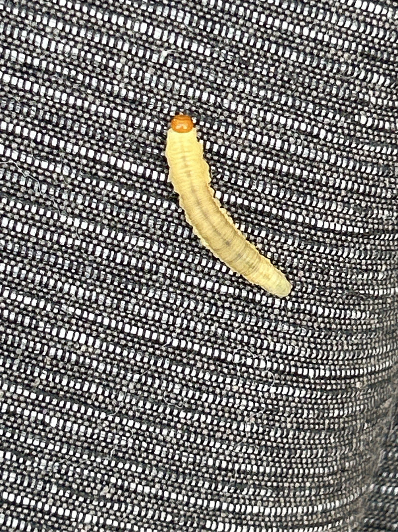 On voit la larve d'une teigne des vêtements qui rampe sur un tissu gris. Le corps clair et la capsule céphalique brune sont bien visibles.