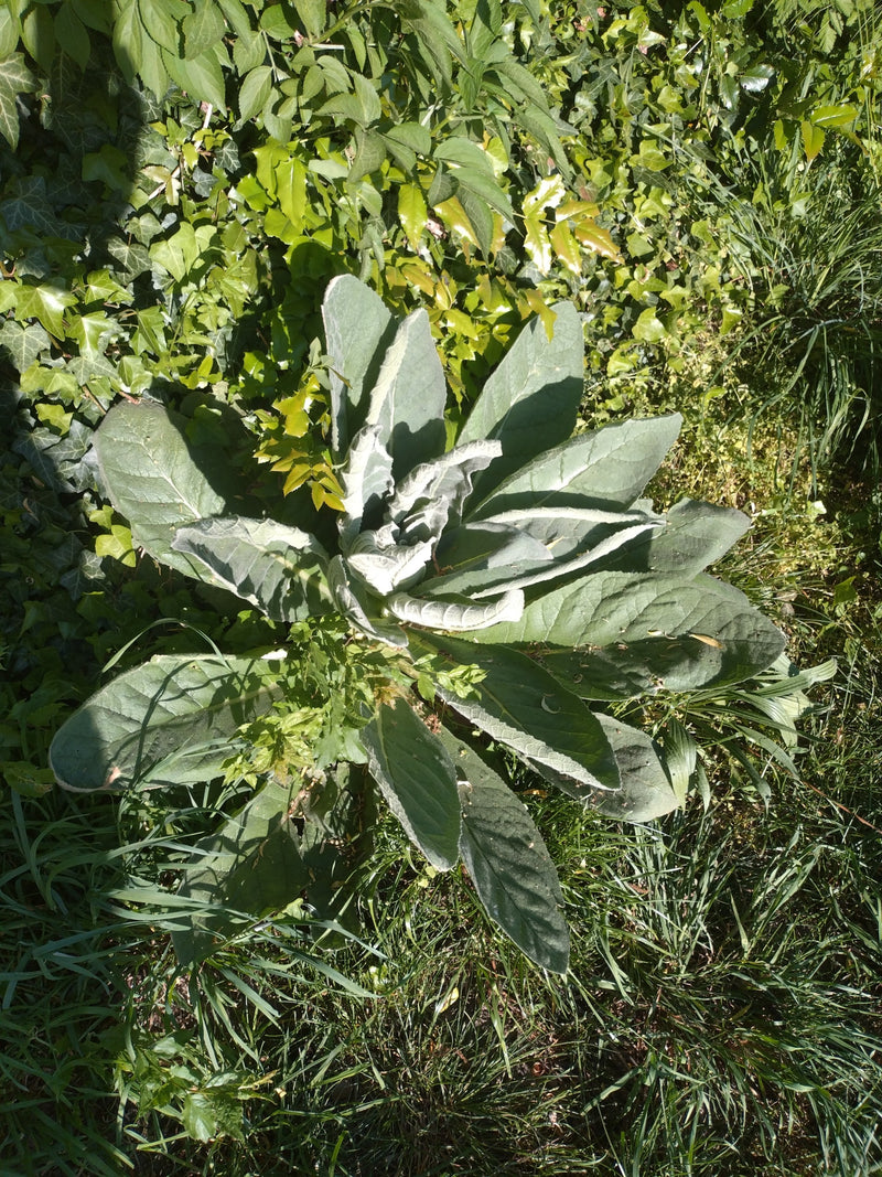 Molène à petites fleurs — Bild 1