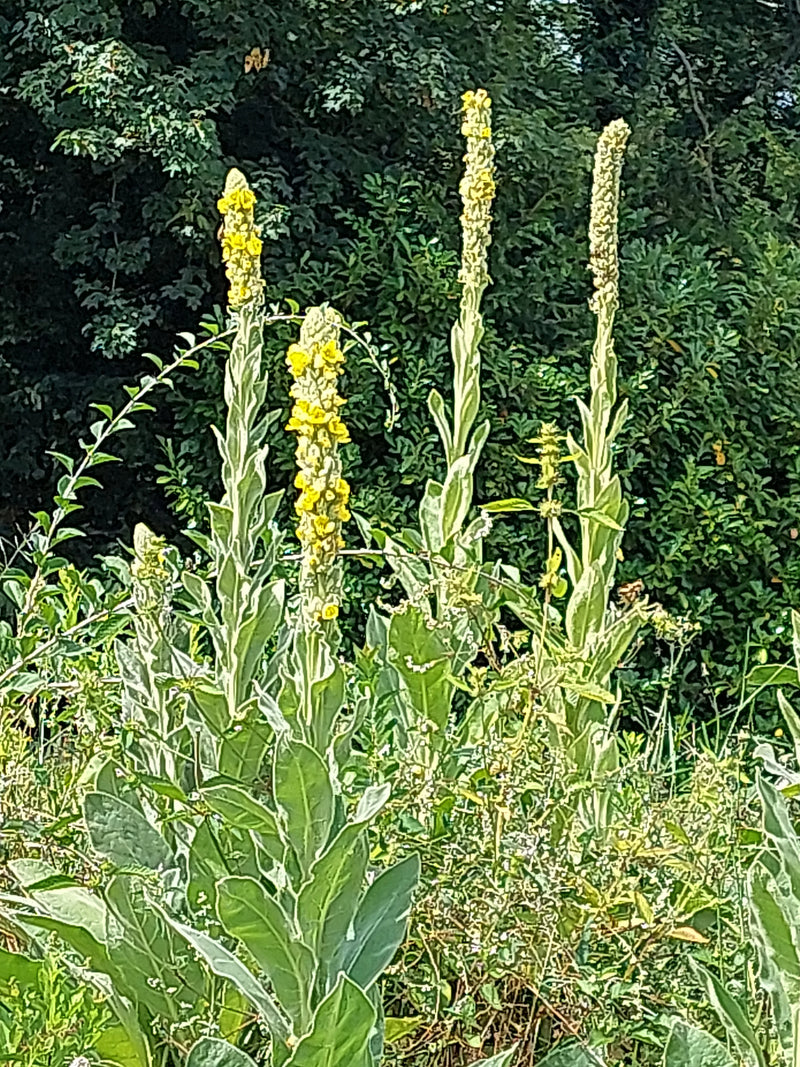 L'image montre plusieurs plantes dressées à fleurs jaunes de la molène bouillon-blanc. Elles se tiennent devant un fond vert d'arbustes.