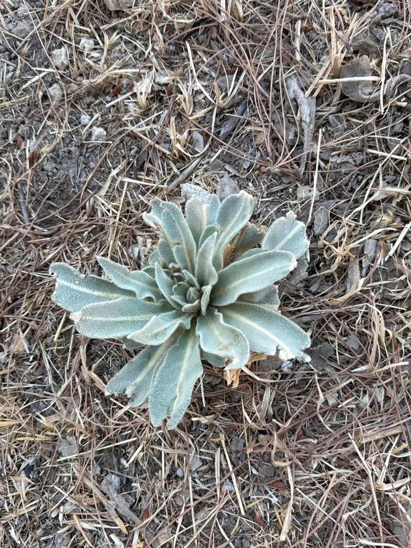 On voit la rosette bas Aile de feuilles d'une molène bouillon-blanc sur un sol sec. Les feuilles feutrées gris-vert poussent en rosette dense.