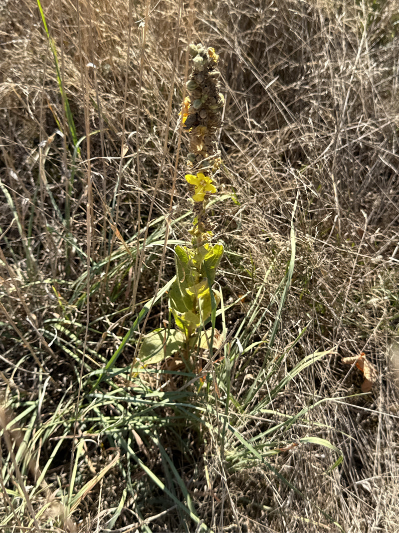 Un bouillon-blanc avec un épi floral dressé et une fleur jaune se dresse au milieu d'herbes sèches.
