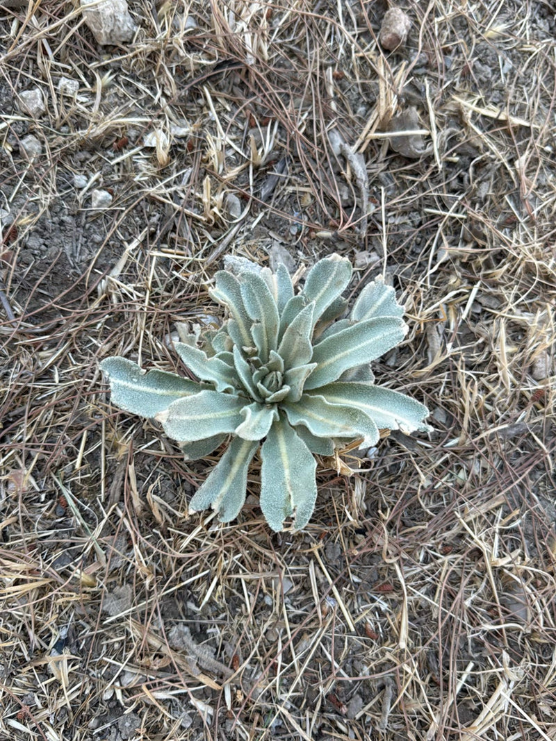 On peut voir la rosette basale de feuilles d'une jeune molène bouillon blanc poussant sur un sol sec. Les feuilles typiquement feutrées et vert grisâtre sont...